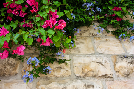 closeup of colorful flowers from Israelの写真素材