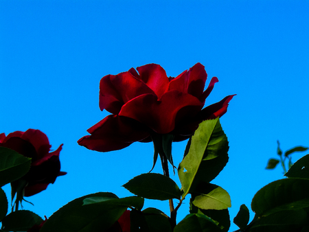 closeup of colorful flowers from Israelの写真素材