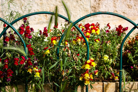 closeup of colorful flowers from Israelの写真素材