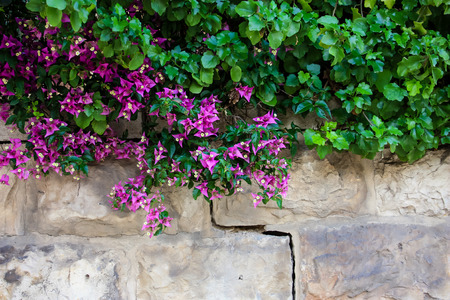 closeup of colorful flowers from Israelの写真素材