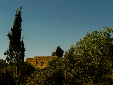 closeup of a tree in the city of Jerusalem in Israelの写真素材
