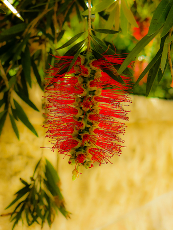 Closeup of colorful flowers from Jerusalem in Israelの写真素材