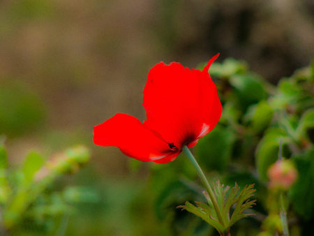 Closeup of colorful flowers from Jerusalem in Israelの写真素材