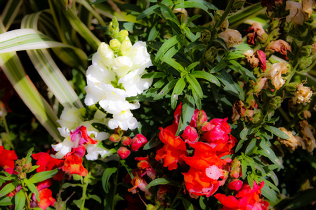 Closeup of colorful flowers from Jerusalem in Israelの写真素材