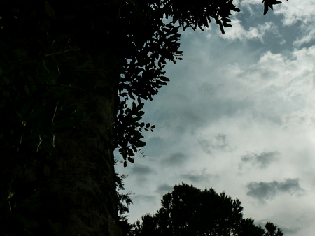 view of a tree in the street of Jerusalem in Israelの写真素材