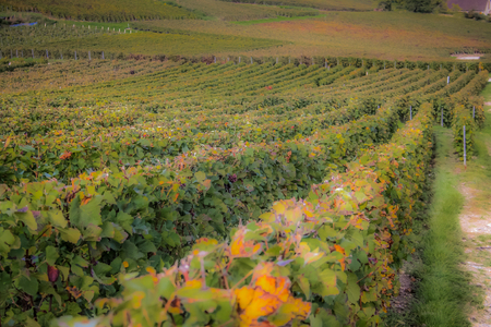 View of vineyards  from Champagne area in Franceの写真素材