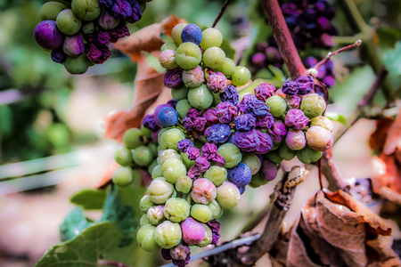 View of vineyards  from Champagne area in Franceの写真素材