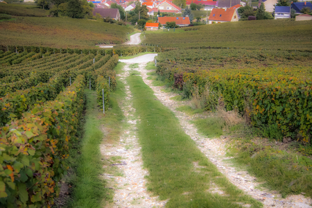 View of vineyards  from Champagne area in Franceの写真素材