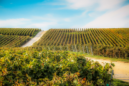 View of vineyards  from Champagne area in Franceの写真素材