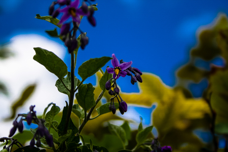 closeup of a field of wild flowers in Franceの写真素材