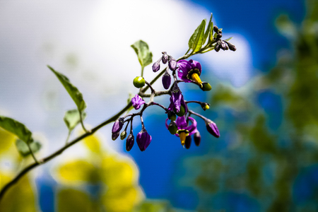 closeup of a field of wild flowers in Franceの写真素材