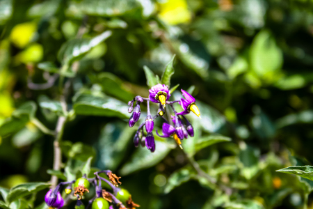 closeup of a field of wild flowers in Franceの写真素材