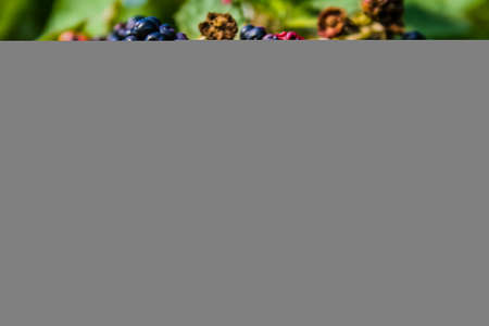 closeup of red and black wild blackberries in Franceの写真素材
