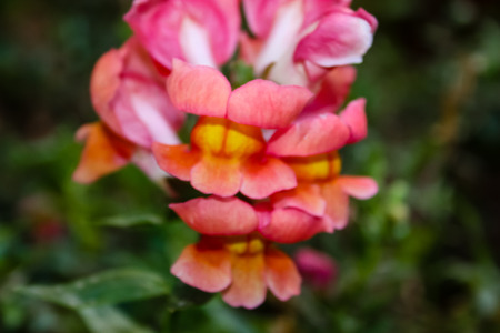 Closeup of colorful flowers from Jerusalem in Israel