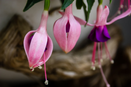 Closeup of colorful flowers from Jerusalem in Israel