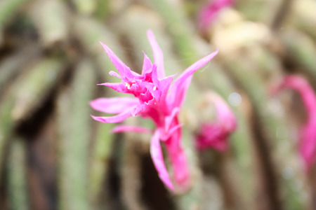 Closeup of a cactus plant blooming from Israelの写真素材