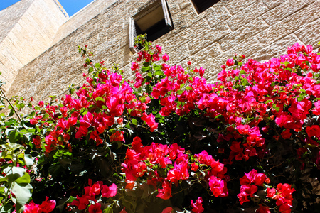 Closeup of flowers and nature in the street of the old city of Jerusalem in Israelの写真素材