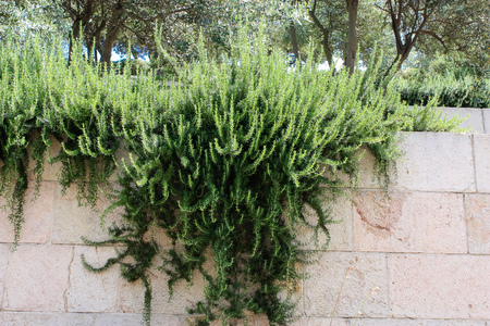 Closeup of flowers and  nature in the street ofthe old city of Jerusalem in Israelの写真素材