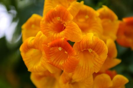 Closeup of flowers in the street of Jerusalem in Israelの写真素材