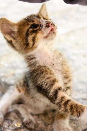 Closeup of a kitten in bad condition in the street of the Old city of Jerusalem in Israelの写真素材