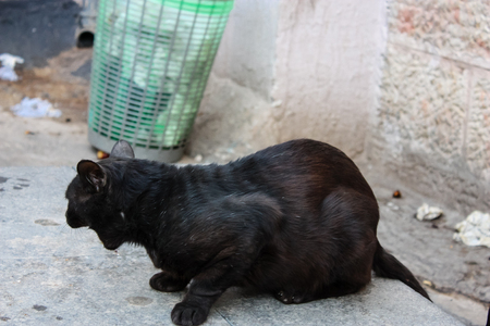closeup of a cat in the market of Jerusalem in Israelの写真素材