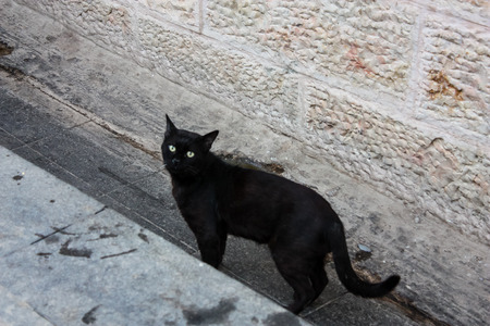 closeup of a cat in the market of Jerusalem in Israelのeditorial素材