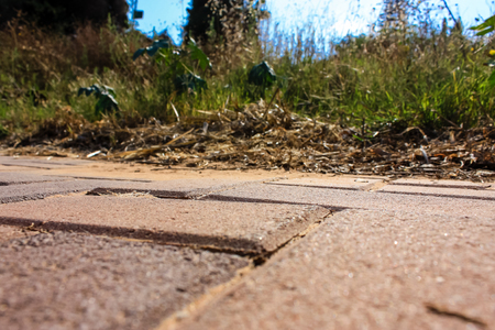 closeup of flowers in the street of Jerusalem in Israelの写真素材
