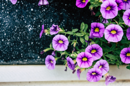 closeup of colorful flowers from Jerusalem in Israelのeditorial素材