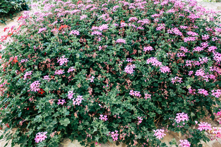 Closeup of colorful flowers from Jerusalem in Israelの写真素材