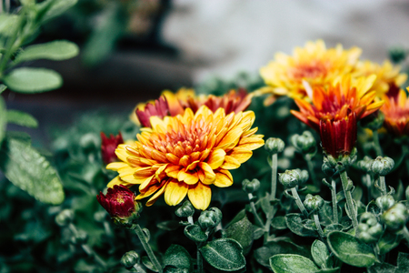 Closeup of colorful flowers from Jerusalem in Israelの写真素材