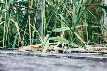 View of a wood bridge from the ground level near Reims in Franceの写真素材