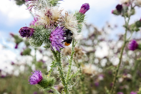Closeup of Bumblebees and purple flowers in the nature in France