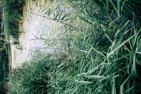 View of a pond and nature near Reims in Franceの写真素材