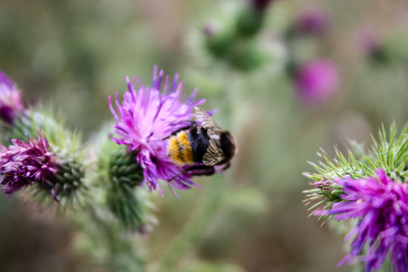 Closeup of Bumblebees and purple flowers in the nature in Franceの写真素材