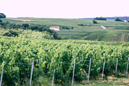 Villedommange France July 07, 2018 View of Champagne vineyards under a cloudy sky in the afternoon