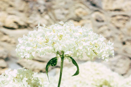 View of flowers in the landscape of Champagne area in France