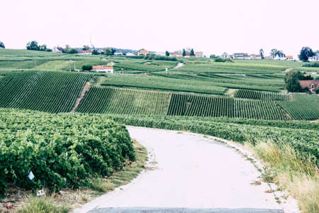 Villedommange France July 07, 2018 View of Champagne vineyards under a cloudy sky in the afternoonのeditorial素材