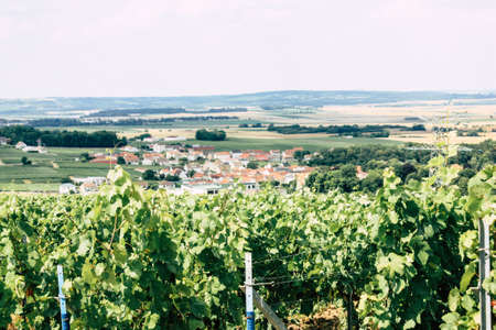Villedommange France - View of Champagne vineyards under a cloudy sky in the afternoonの写真素材