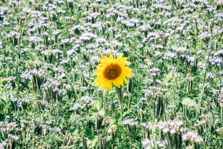 View of flowers in the landscape of Champagne area in Franceの写真素材