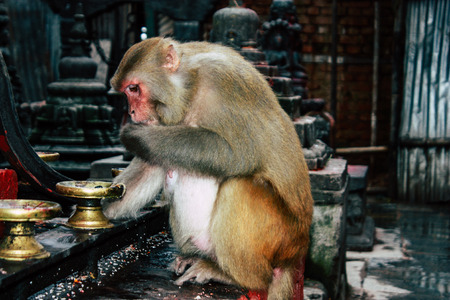 View of monkey at the Monkey temple in Swayambhunath area in Kathmandu in the eveningの写真素材