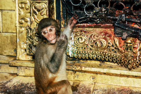 View of monkey at the Monkey temple in Swayambhunath area in Kathmandu in the evening