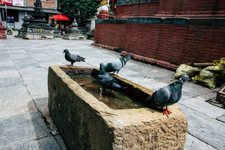 Kathmandu Nepal August 24, 2018 View of pigeons flying around the Shree Gha Stupa Temple located in Naghal district between Thamel and Durbar square in Kathmandu in the morningのeditorial素材