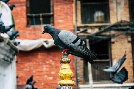 Kathmandu Nepal August 24, 2018 View of pigeons flying around the Shree Gha Stupa Temple located in Naghal district between Thamel and Durbar square in Kathmandu in the morningのeditorial素材