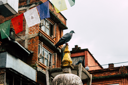 Kathmandu Nepal August 24, 2018 View of pigeons flying around the Shree Gha Stupa Temple located in Naghal district between Thamel and Durbar square in Kathmandu in the morningのeditorial素材