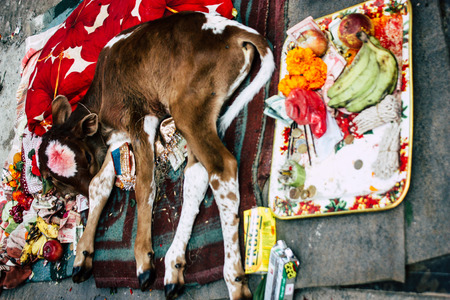 Kathmandu Nepal August 27, 2018 View of a holy cow with two faces located at the entry of the Pashupatinath temple in the morningのeditorial素材