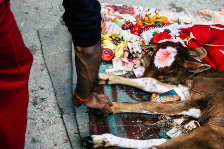 Kathmandu Nepal August 27, 2018 View of a holy cow with two faces located at the entry of the Pashupatinath temple in the morningのeditorial素材