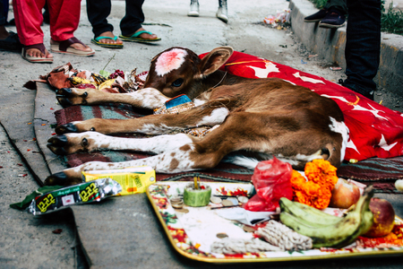Kathmandu Nepal August 27, 2018 View of a holy cow with two faces located at the entry of the Pashupatinath temple in the morningのeditorial素材