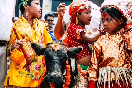 Kathmandu Nepal August 27, 2018 View of unknowns Hindu people attending a religious ceremony with a holy cow at the Pashupatinath temple in the morningのeditorial素材