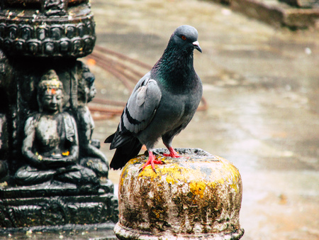 Kathmandu Nepal August 31, 2018 Closeup of a pigeon posing at the top of a stupa at Swayambhunath area in Kathmandu in the eveningのeditorial素材