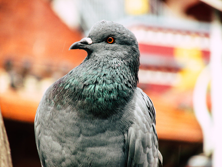 Kathmandu Nepal August 31, 2018 Closeup of a pigeon posing at the top of a stupa at Swayambhunath area in Kathmandu in the eveningのeditorial素材